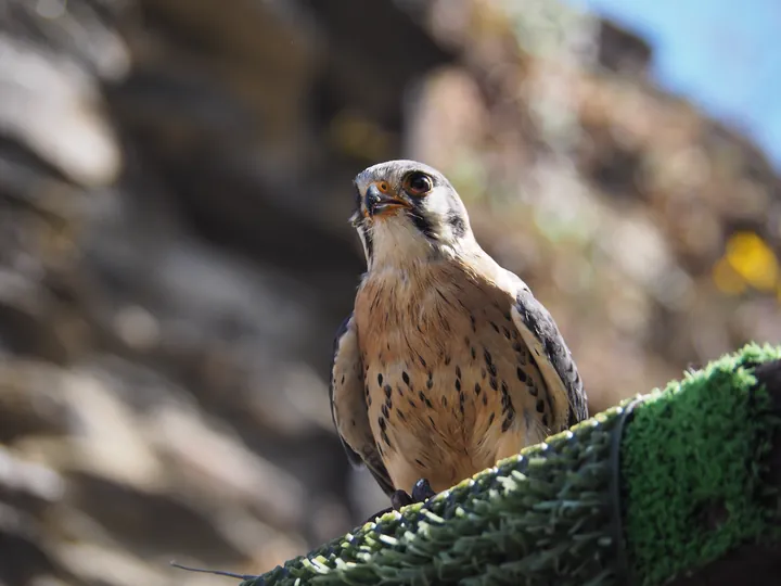 Roofvogelshow in Château de La Roche-en-Ardenne (België)